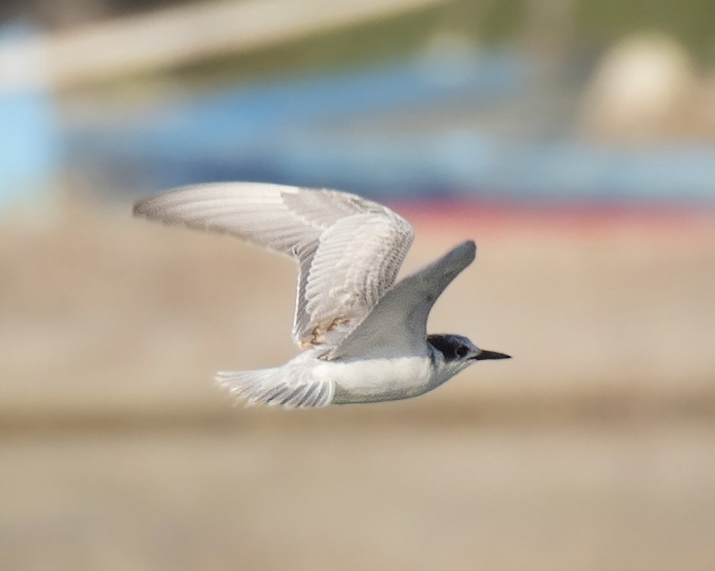 Whiskered Tern
