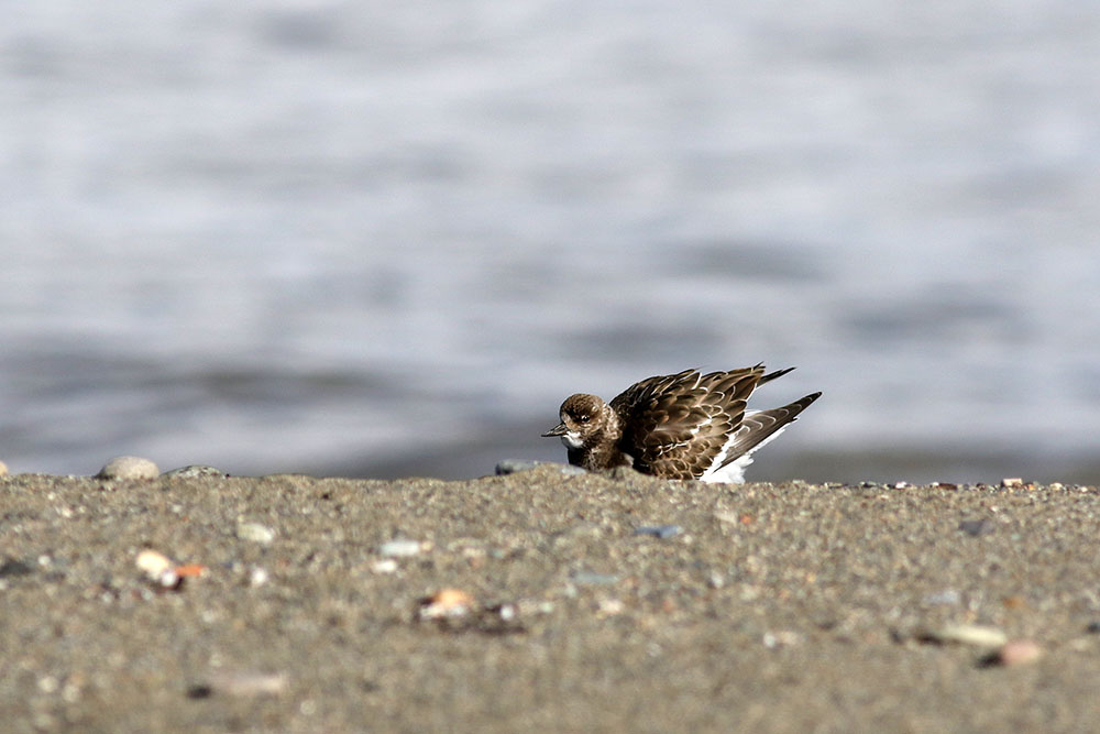 Ruddy Turnstone