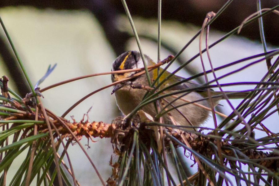 Common Firecrest