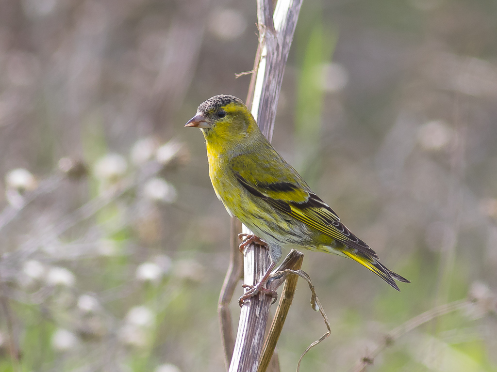Eurasian Siskin