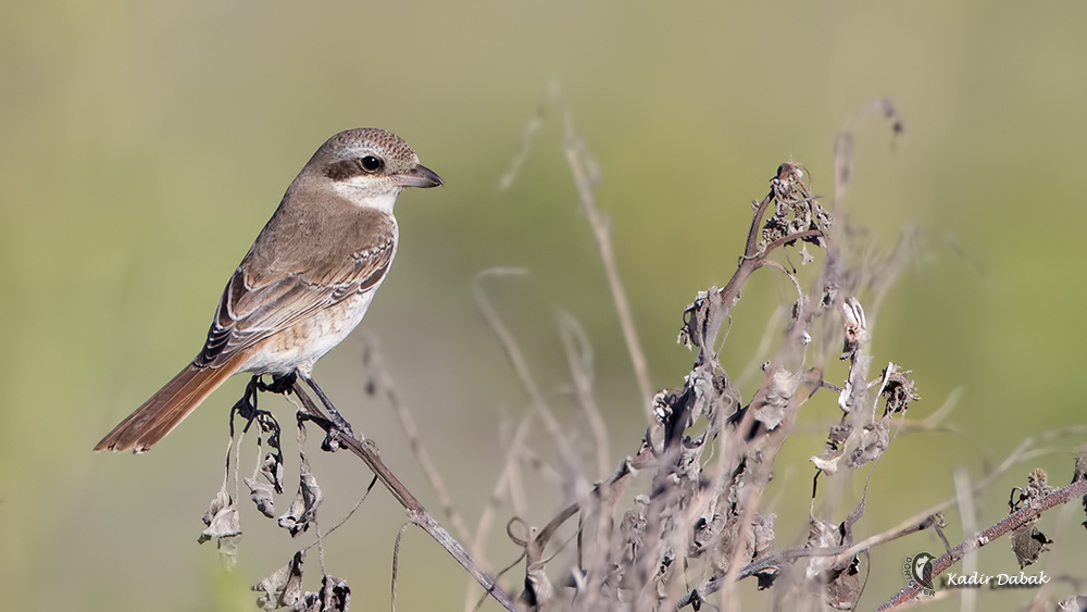 Red-tailed Shrike