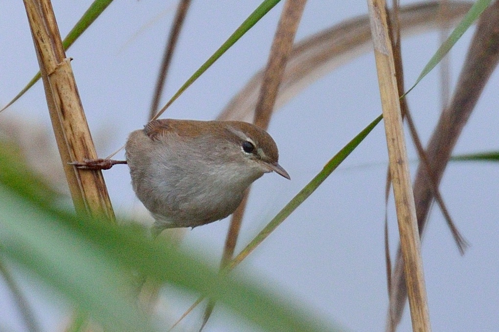 Cetti`s Warbler