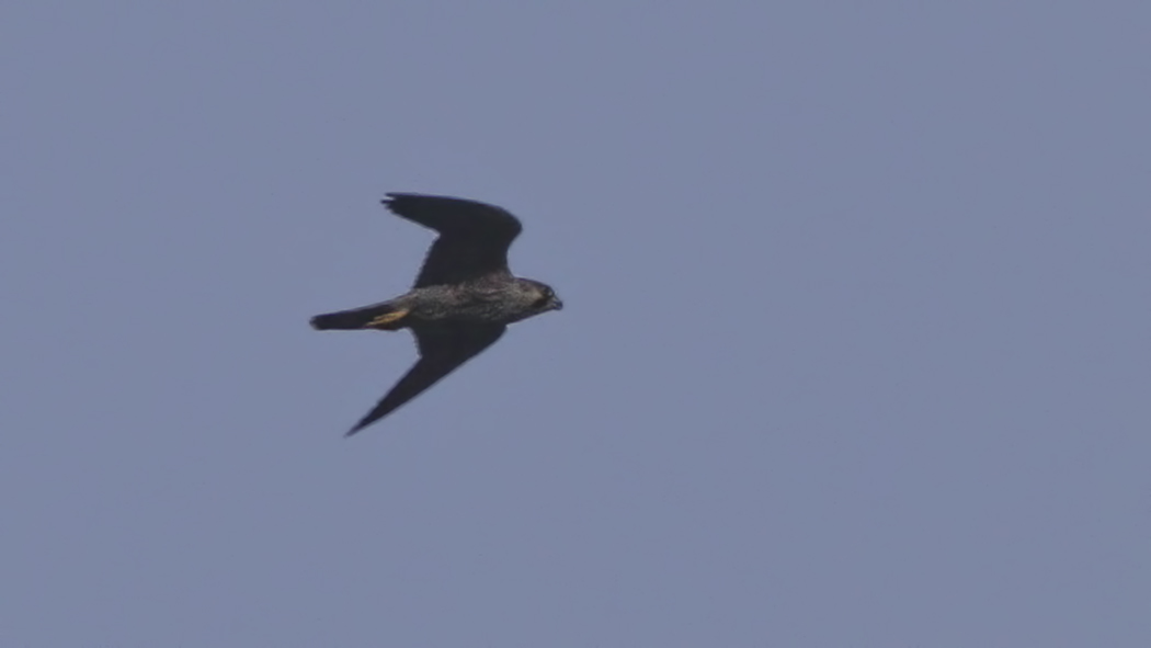 Peregrine Falcon