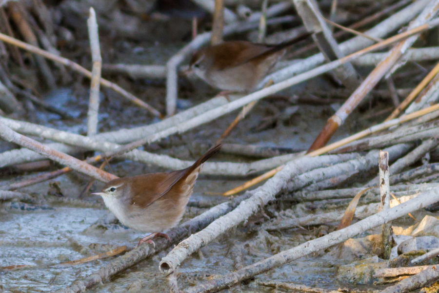 Cetti`s Warbler