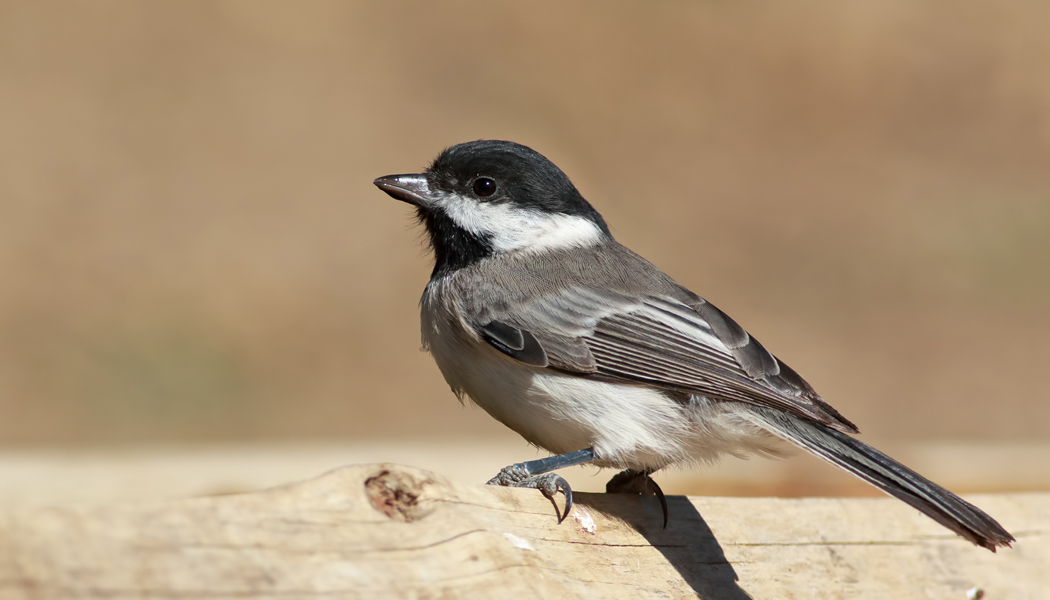 Sombre Tit