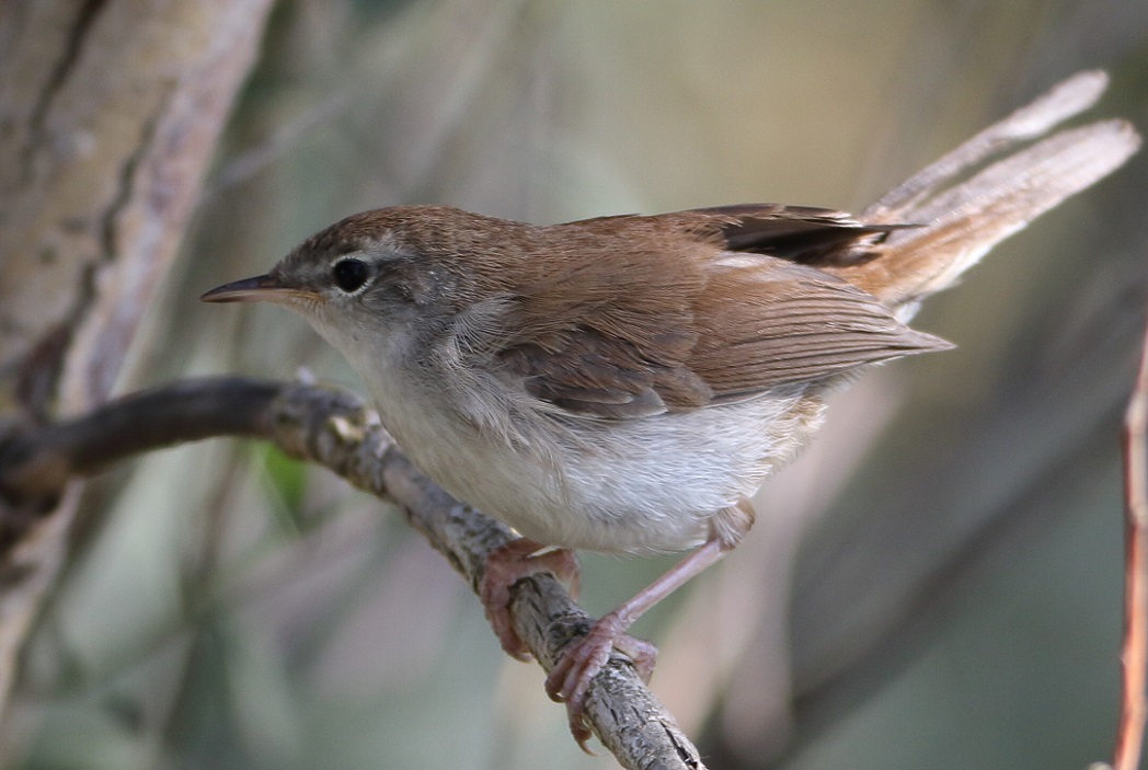 Cetti`s Warbler