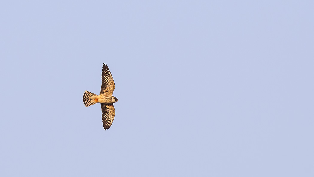 Red-footed Falcon