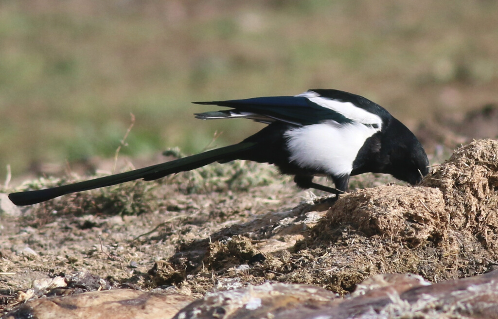 Eurasian Magpie