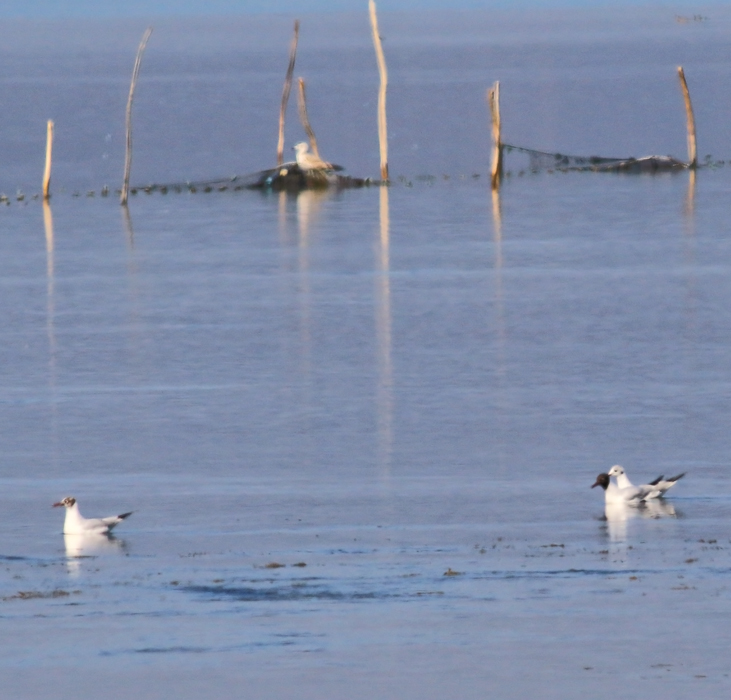 Black-headed Gull