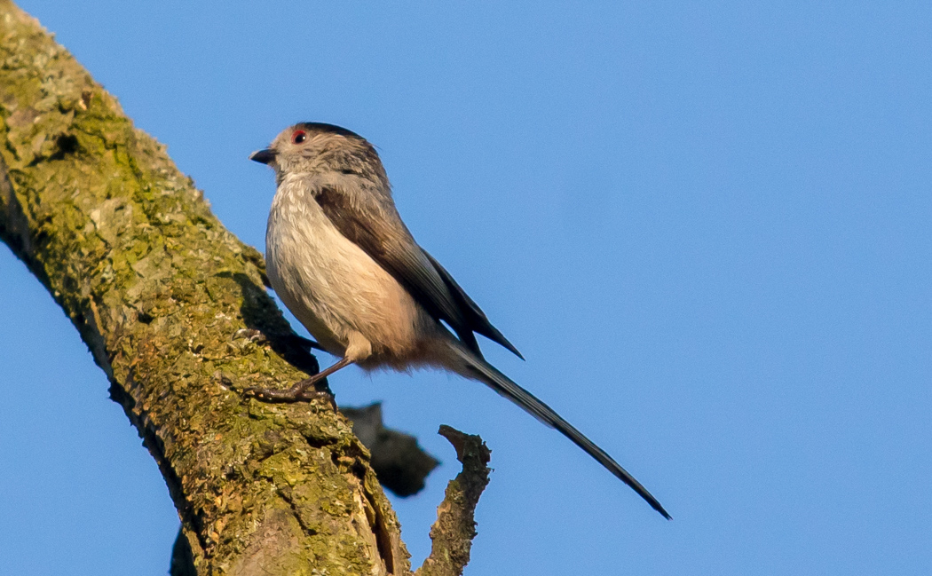 Long-tailed Tit
