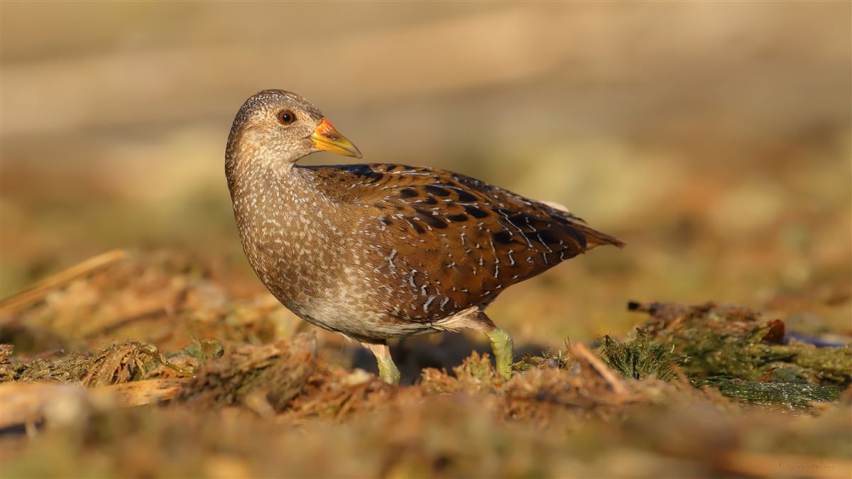 Benekli Suyelvesi