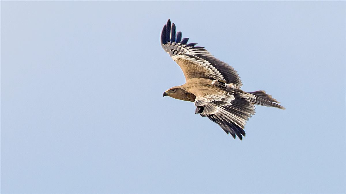 Şah Kartal