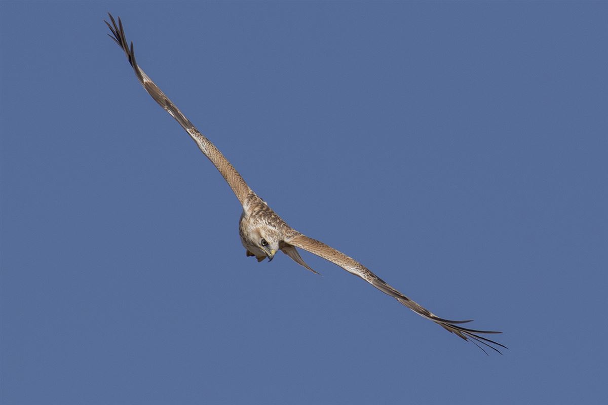 Kızıl şahin