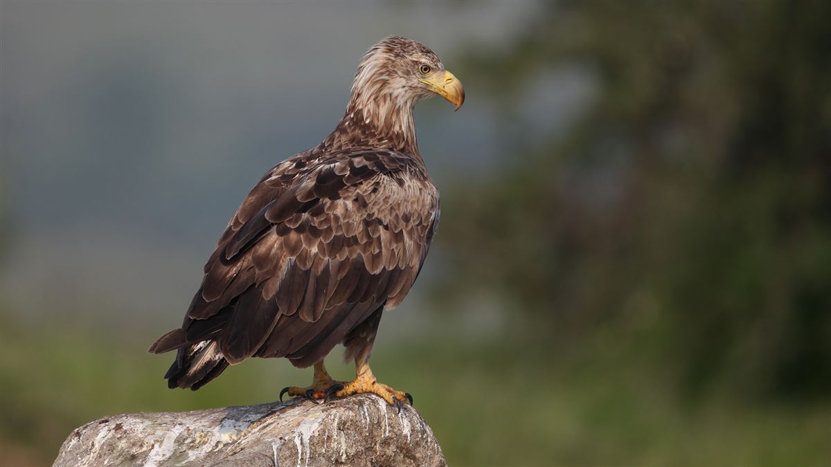Akkuyruklu kartal