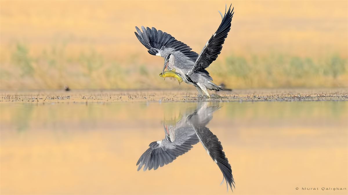 Gri balıkçıl