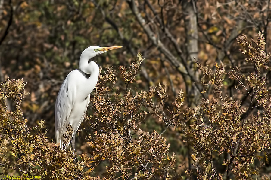 Great Egret