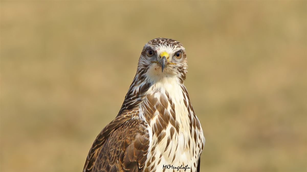 Common Buzzard