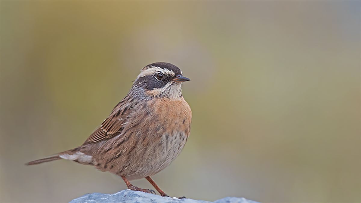 Radde`s Accentor