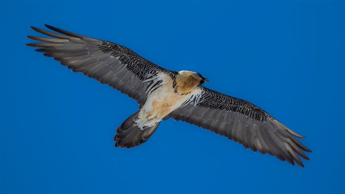 Bearded Vulture