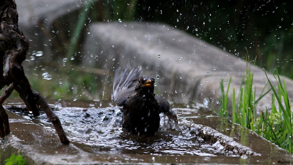Common Blackbird