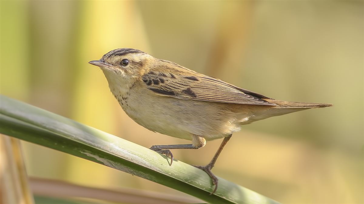 Sedge Warbler