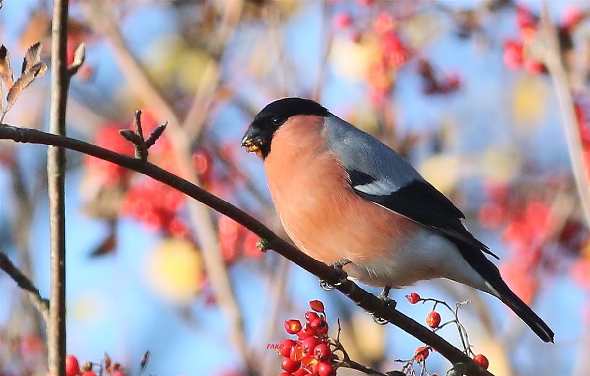 Eurasian Bullfinch
