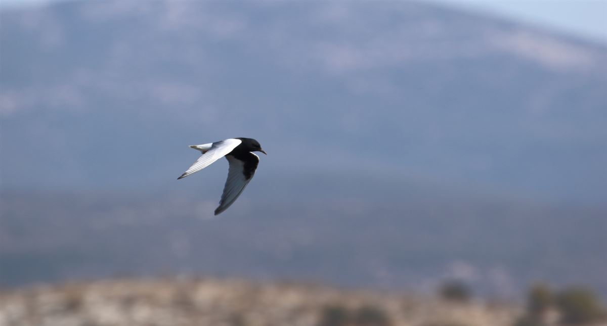 White-winged Tern