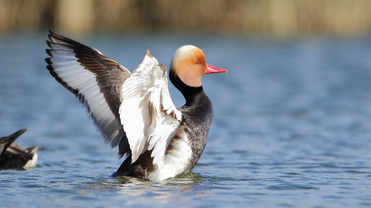 Red-crested Pochard