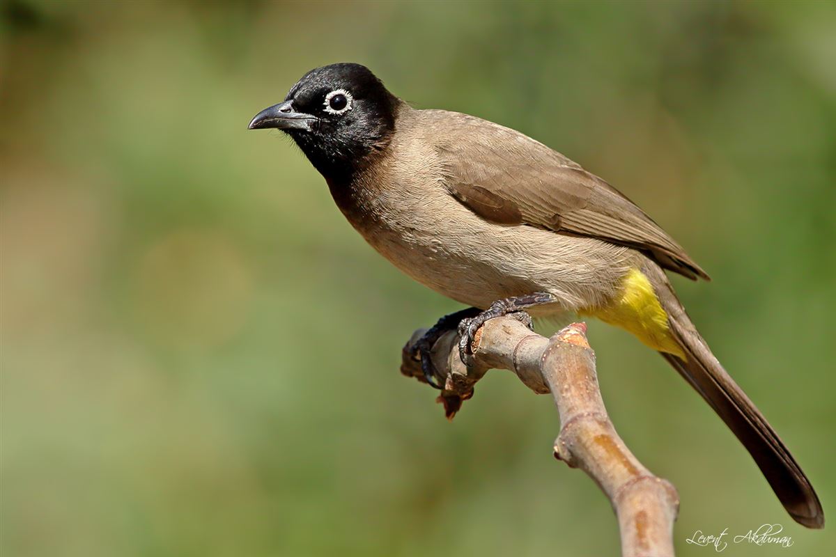 White-spectacled Bulbul