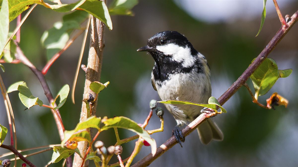 Coal Tit