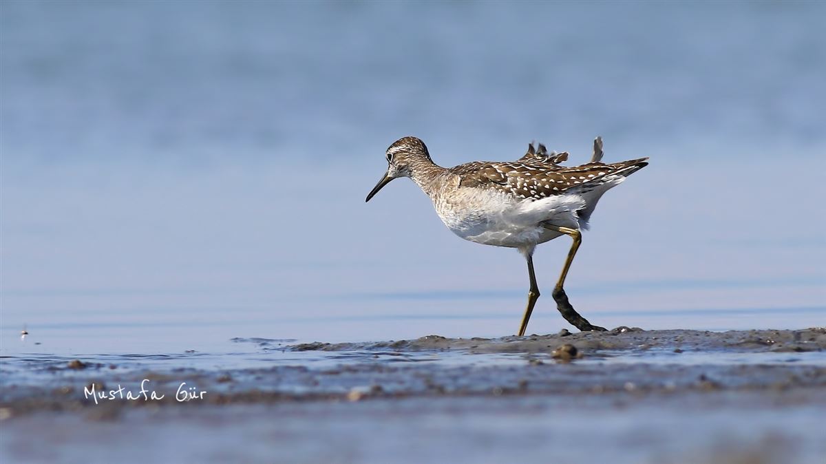Wood Sandpiper