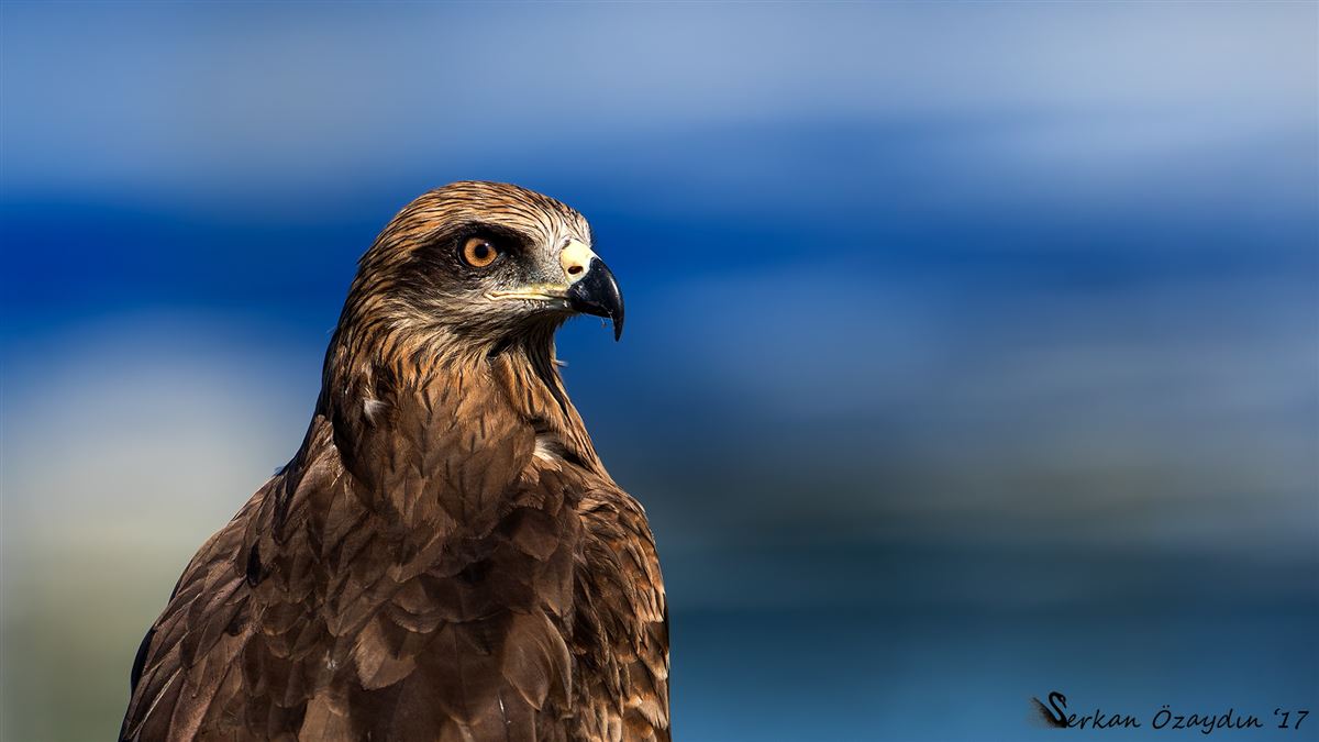 Black Kite