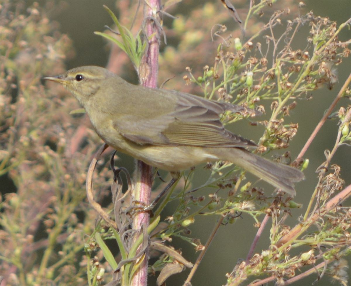 Willow Warbler