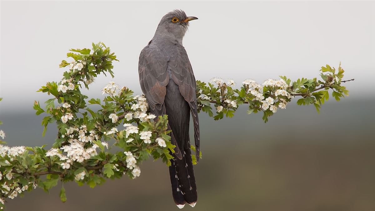 Common Cuckoo