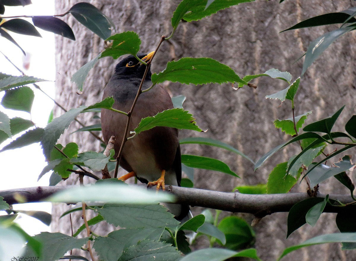 Common Myna
