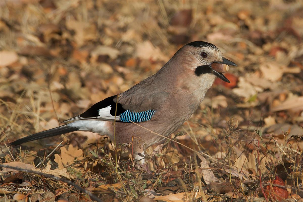 Eurasian Jay