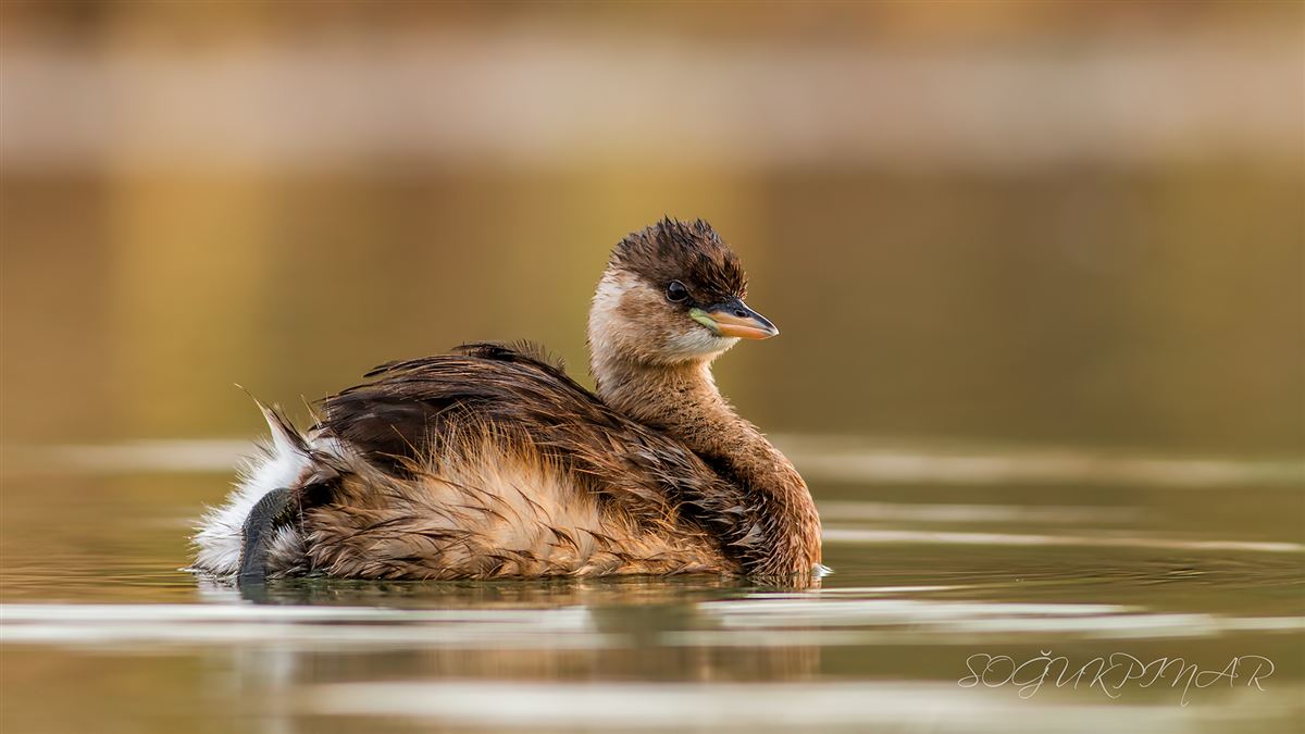 Little Grebe