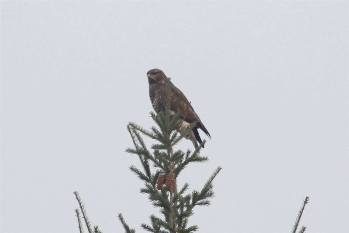 Common Buzzard