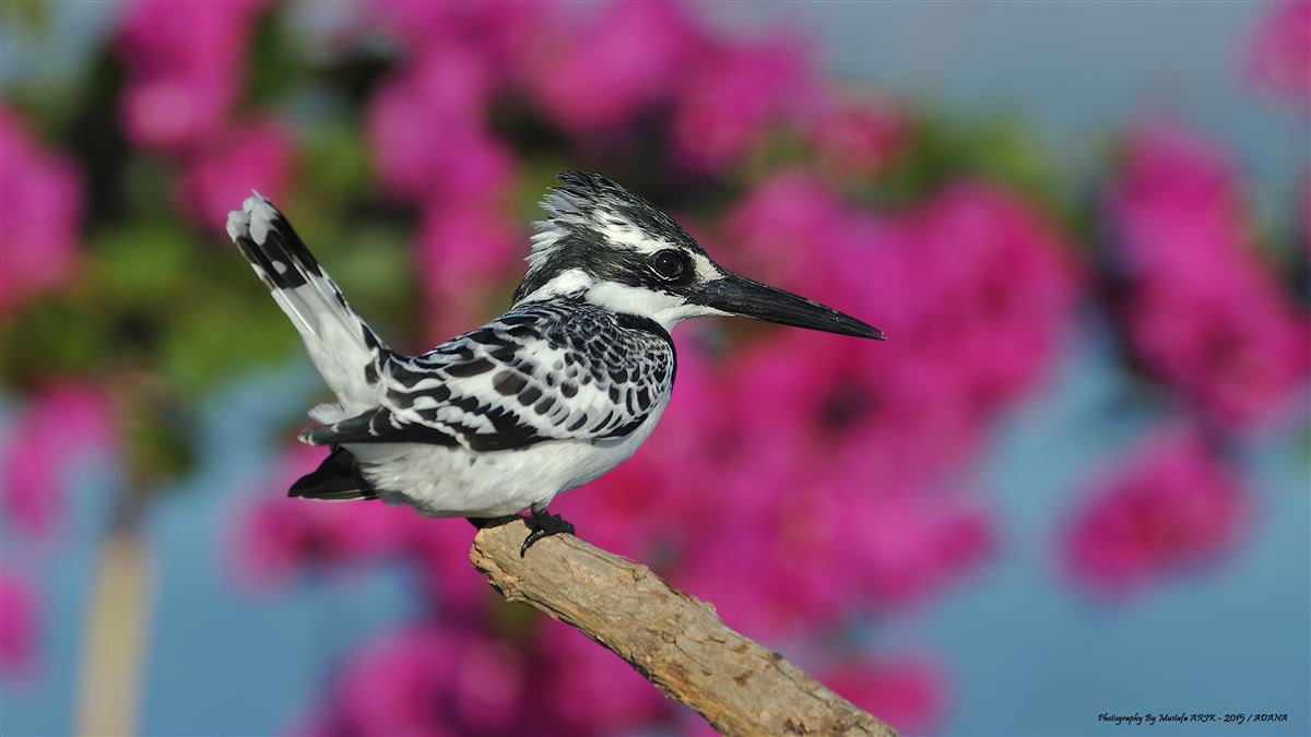 Pied Kingfisher