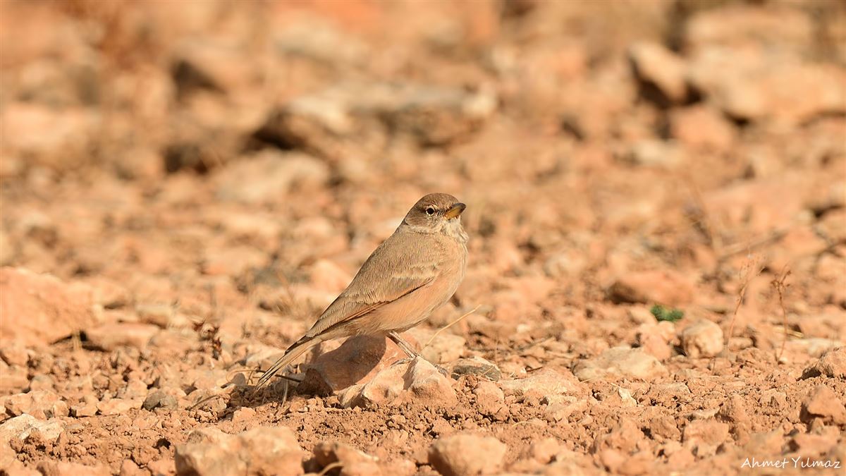 Desert Lark
