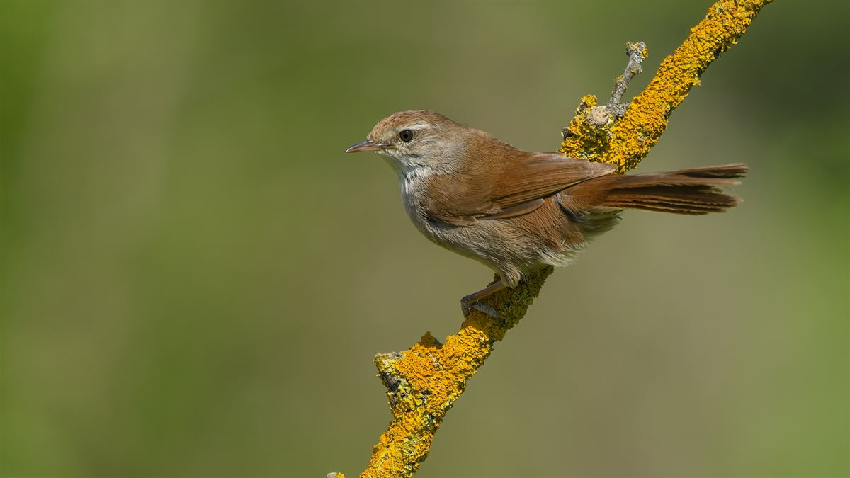 Cetti`s Warbler
