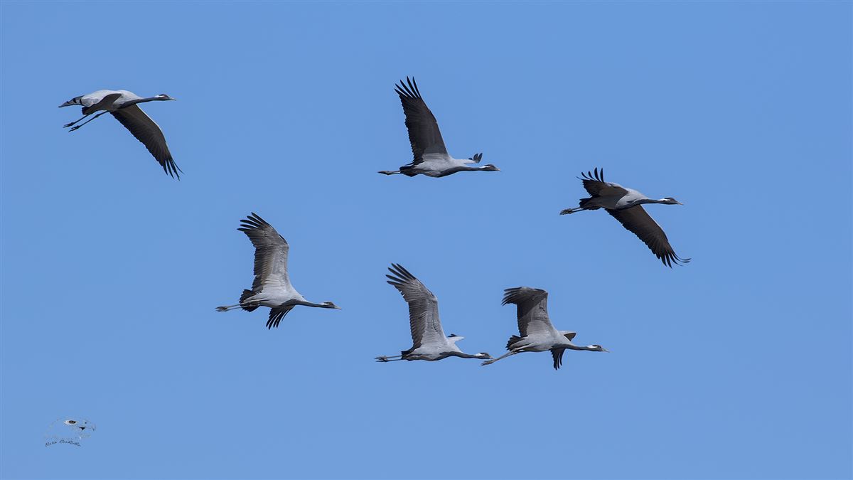 Demoiselle Crane