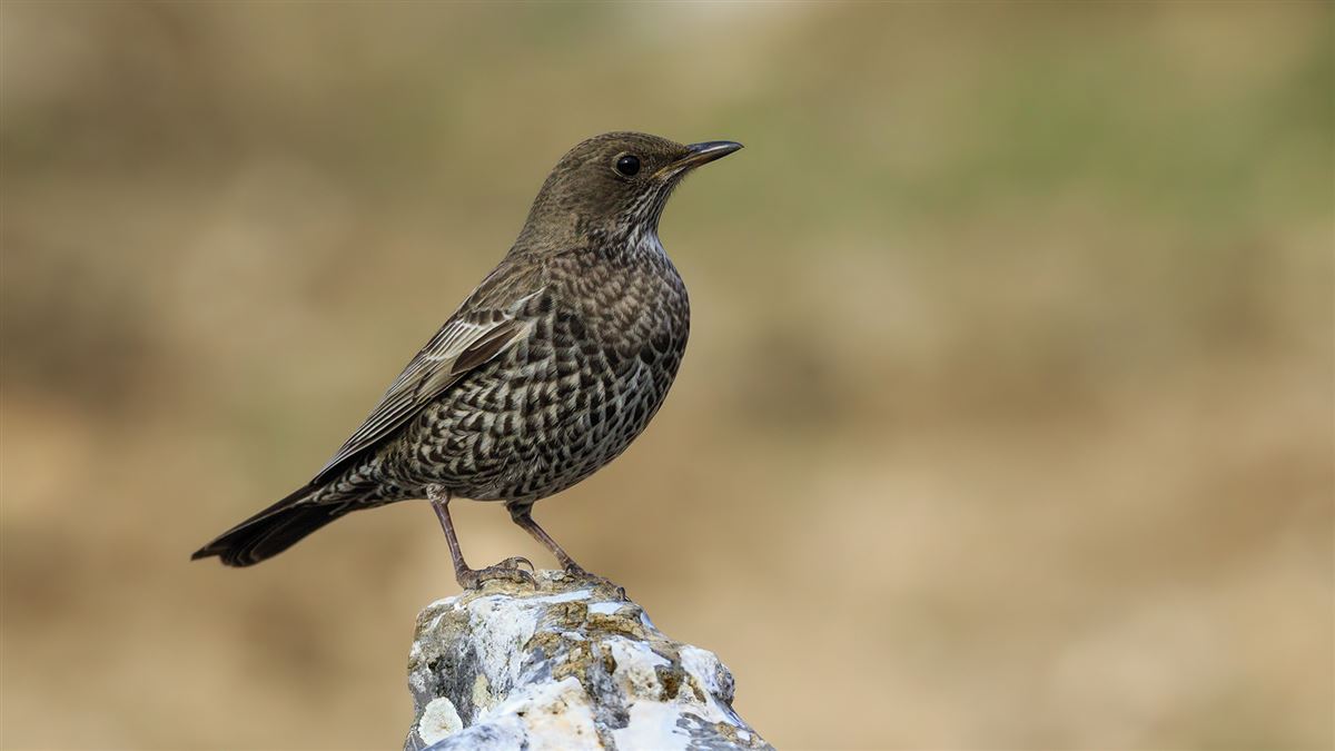 Ring Ouzel