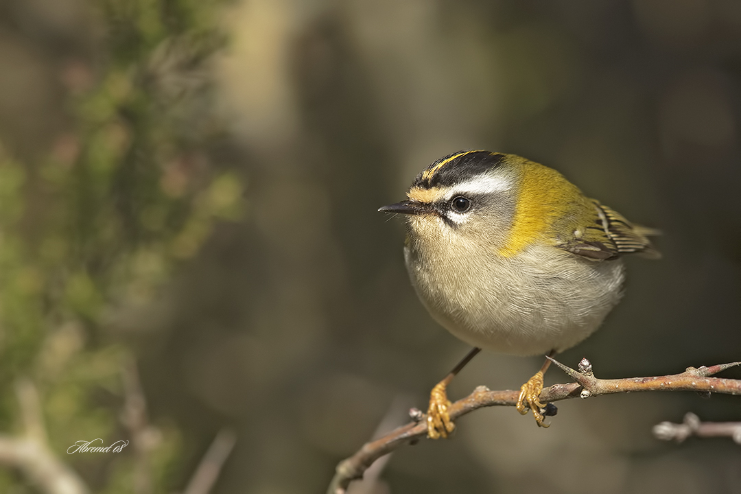 Common Firecrest