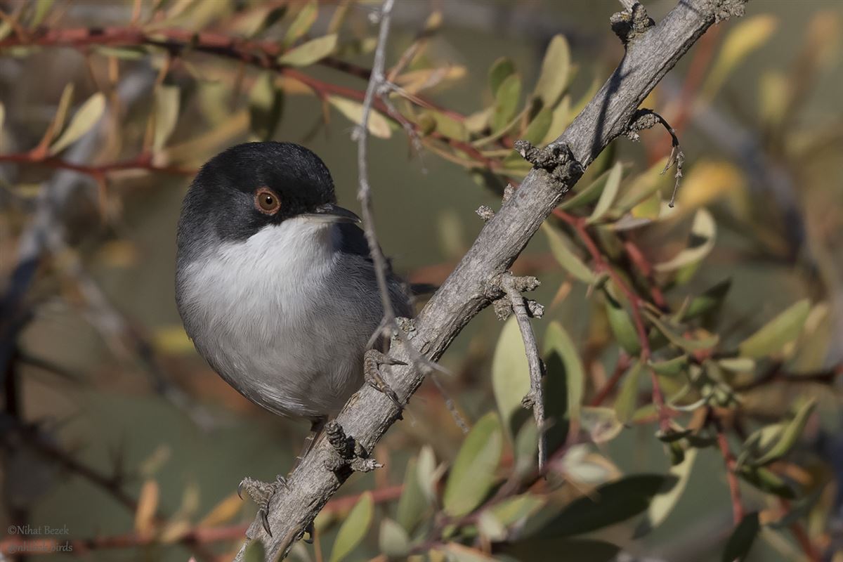 Sardinian Warbler