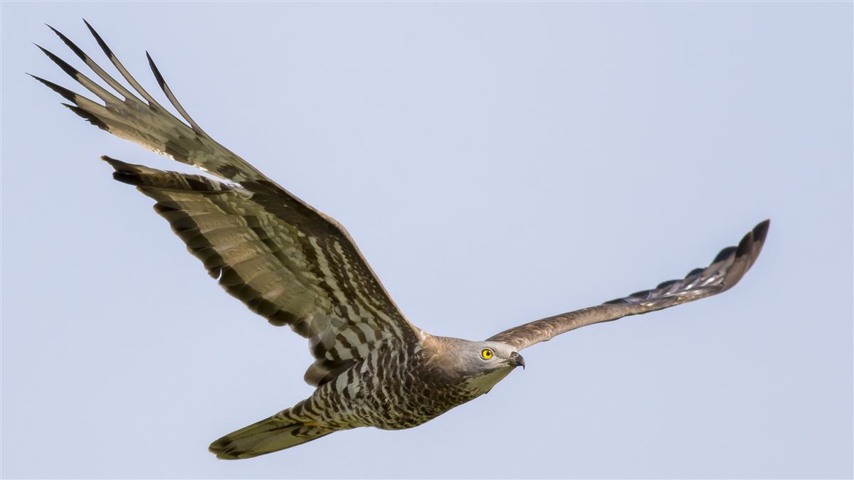 European Honey Buzzard