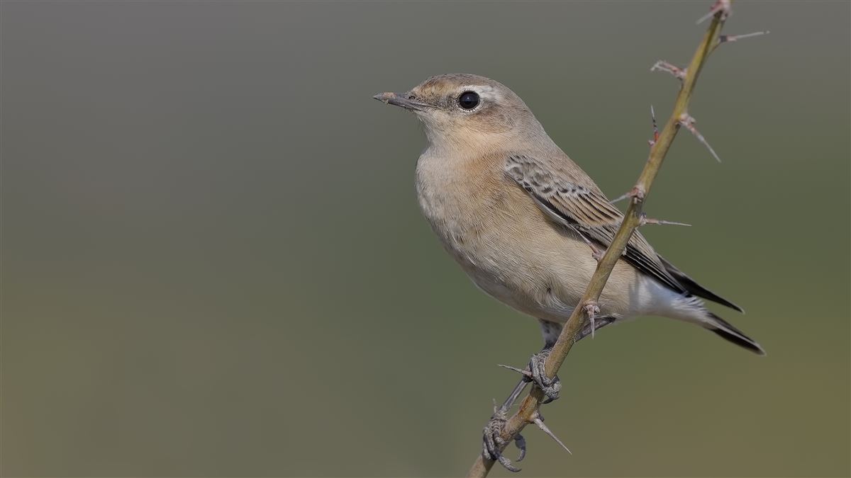 Northern Wheatear
