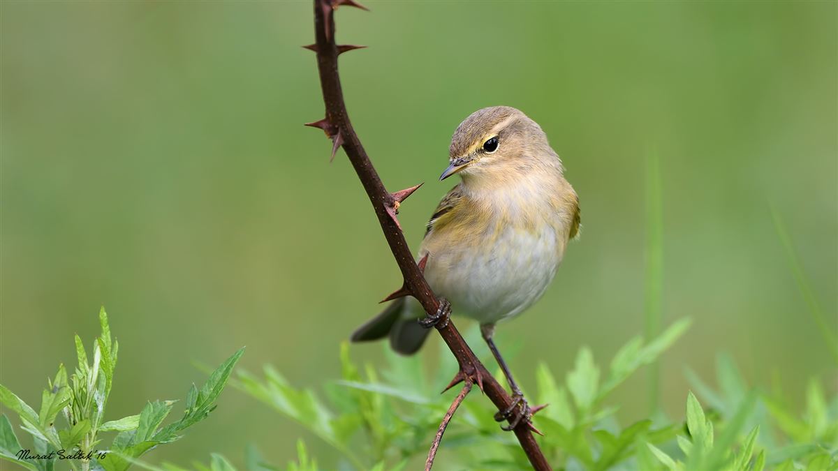 Common Chiffchaff