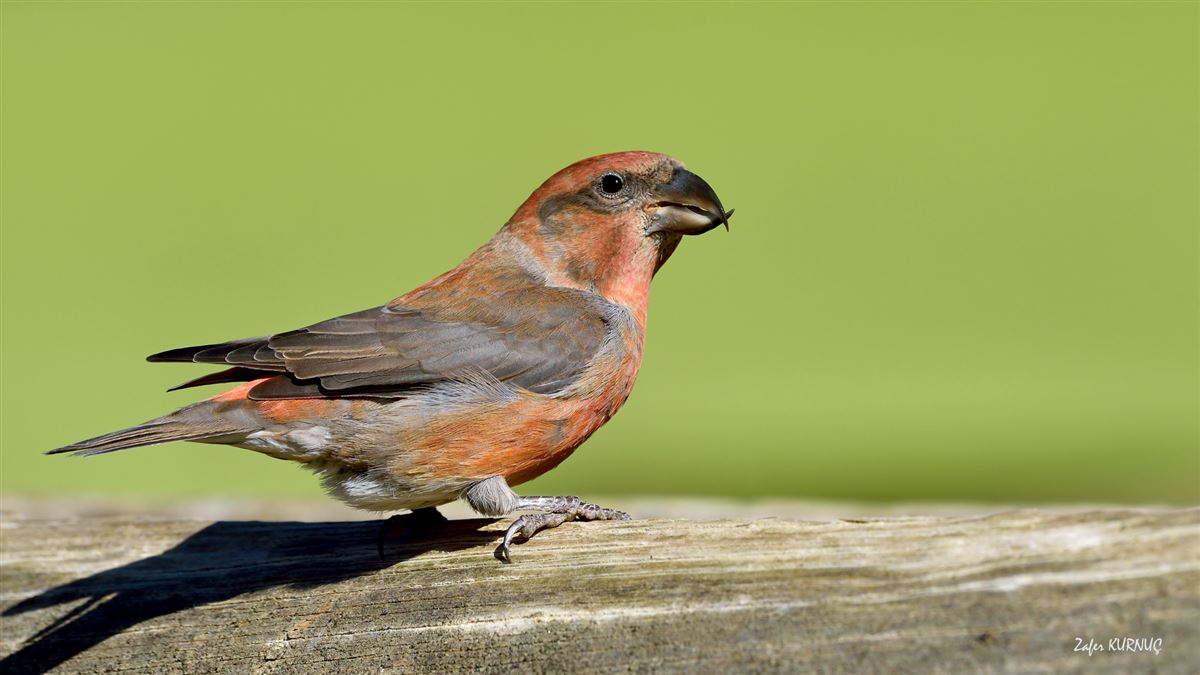 Red Crossbill