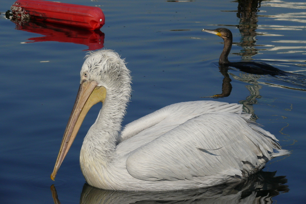 Dalmatian Pelican
